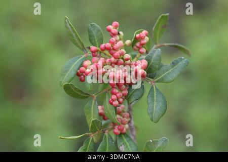 Pistacia lentiscus ist ein zweiäugiger immergrüner Sträucher oder kleiner Baum der Gattung Pistacia, der im Mittelmeerbecken beheimatet ist Stockfoto