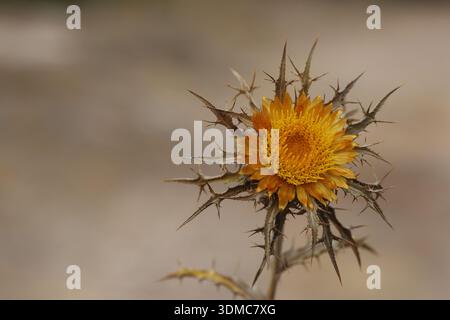 Der Blütenkopf einer Carlindistel (Carlina sp) Stockfoto
