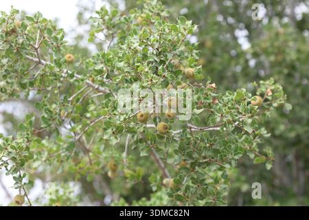 Quercus coccifera ist ein Eichenstrauch im Ilex-Abschnitt der Gattung Stockfoto