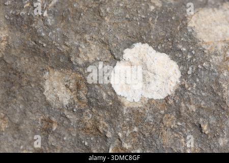 Flechten, die auf Stein wachsen. Steinstruktur Stockfoto