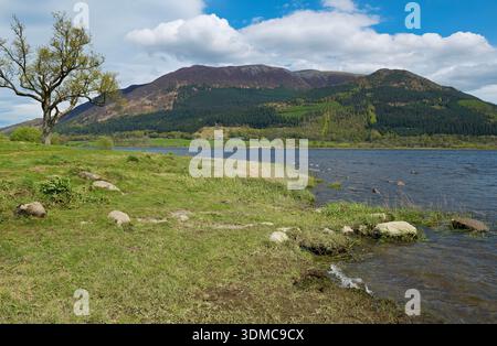 Blick vom Ufer von Bassenthwaite in Richtung Skiddaw in der Nähe von Keswick im Sommer Lake District National Park Cumbria England Großbritannien Stockfoto