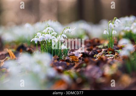 Ein Wintertag, Klumpen von gewöhnlichen Schneeglöckchen (Galanthus nivalis) im Wald außerhalb Londons. Stockfoto