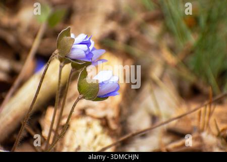 Nahaufnahme frühlingsblauer hepatica-Blüten Stockfoto
