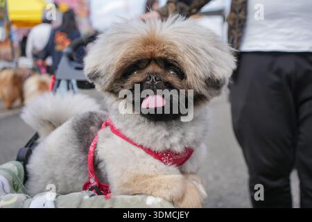 Ein pekingeser Hund. Stockfoto