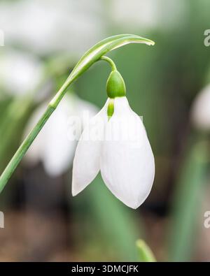 Schneeglöckchen Stockfoto
