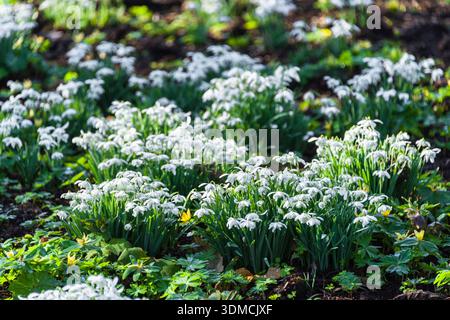 Schneeglöckchen Stockfoto