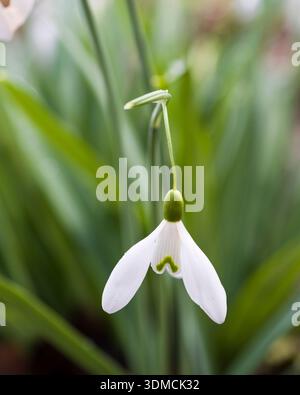 Schneeglöckchen Stockfoto