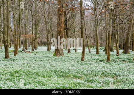 Waldboden mit Schneeglöckchen im Welford Park Anwesen Stockfoto