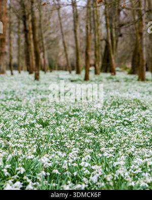 Waldboden mit Schneeglöckchen im Welford Park Anwesen Stockfoto