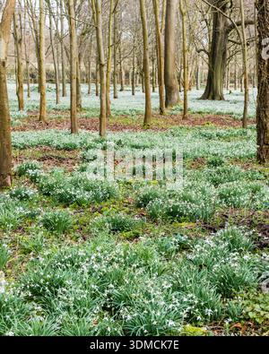 Waldboden mit Schneeglöckchen im Welford Park Anwesen Stockfoto