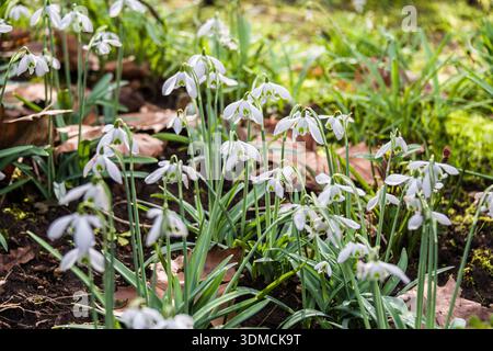 Blühende Schneeglöckchen im Frühling Stockfoto