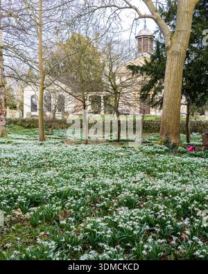 Schneeglöckchen im Landhaus Welford Park, Berkshire. Stockfoto