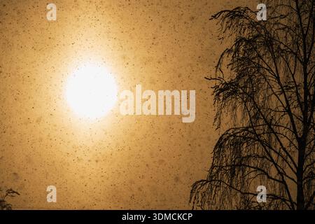 Silhouette einer Birke vor einer hellen goldenen Wintersonne bei starkem Schneefall auf dem Land Estlands. Stockfoto