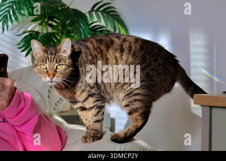 Tabby-Bengal-Mischlingskatze steht auf einem Sofa neben einer Person in einem pinken Oberteil, hinter ihr eine Palmenpflanze Stockfoto