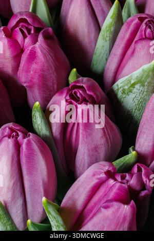 Eine intime Komposition im Makrostil, die sich auf die zarte Struktur der violetten Tulpenknospen konzentriert (Tulipa gesneriana) Stockfoto