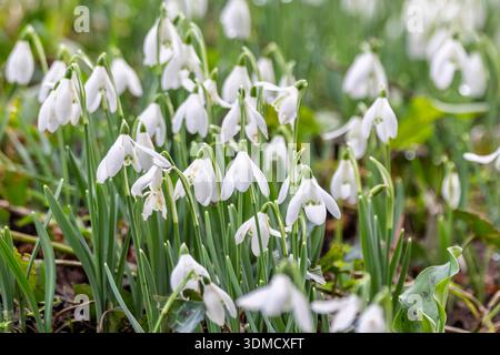 Nahaufnahme einer Gruppe blühender Schneeglöckchen auf Waldboden in Dorset, Großbritannien im Februar 2026 Stockfoto