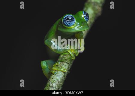 Geisterglasfrosch (Sachatamia ilex), Karibikküste, Costa Rica Stockfoto