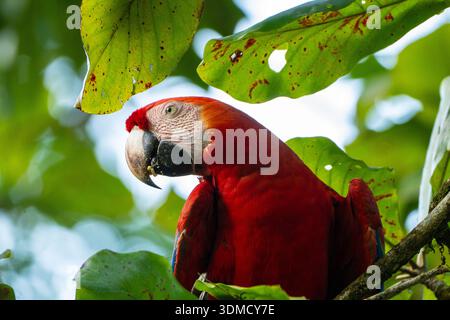 Scharlachroter Ara (Ara macao) isst Mandeln, Drake Bay, Costa Rica Stockfoto