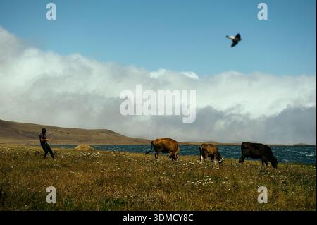 Person, die mit weidenden Kühen an einem grasbewachsenen Seeufer mit Wolken und fliegenden Vögeln arbeitet, schafft einen ruhigen ländlichen Lebensstil und eine Naturszene. Stockfoto