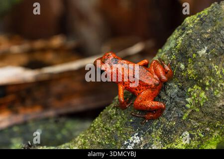 Erdbeer-Giftpfeilfrosch (Oophaga pumilio, früher Dendrobates pumilio), Costa Rica Stockfoto