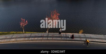 Atemberaubende Hochwinkelansicht der hinterleuchteten rosa Kirschblüten, die lange Schatten auf dem Gehweg des Xuan Huong Lake in Dalat, Central Highlands, werfen. A Stockfoto