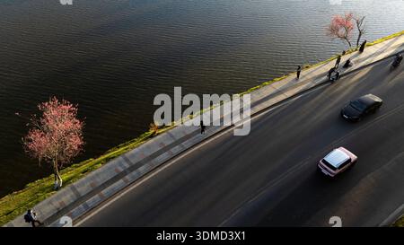 Atemberaubende Hochwinkelansicht der hinterleuchteten rosa Kirschblüten, die lange Schatten auf dem Gehweg des Xuan Huong Lake in Dalat, Central Highlands, werfen. A Stockfoto