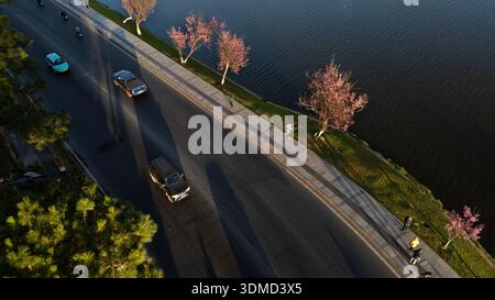 Atemberaubende Hochwinkelansicht der hinterleuchteten rosa Kirschblüten, die lange Schatten auf dem Gehweg des Xuan Huong Lake in Dalat, Central Highlands, werfen. A Stockfoto
