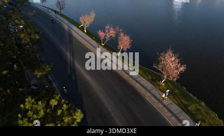 Atemberaubende Hochwinkelansicht der hinterleuchteten rosa Kirschblüten, die lange Schatten auf dem Gehweg des Xuan Huong Lake in Dalat, Central Highlands, werfen. A Stockfoto