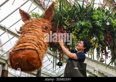 London. UK. Februar 2026. Emma McLoughin, Gärtnerin in Kew, verleiht dem „The Horse“ eine Blumenausstellung mit Orchideen, tropischen Pflanzen und Blumen beim Kew Orchid Festival: China im Princess of Wales Conservatory in Kew Gardens, West London, den letzten Schliff. Dieses yearÕs Festival feiert Schönheit, Biodiversität, Geschichte und Erbe der ChinaÕs mit Tausenden von bunten Orchideen und Hunderten anderer tropischer Pflanzen. Zu sehen sind Kunstwerke der Künstler Zheng Bo, Yi Crafts und Xiaolan Gu. Blumenskulpturen zeigen die berühmte chinesische Tierwelt, darunter Koi-Karpfen, Pandas, rot gekrönte Kraniche und goldene Tiere Stockfoto