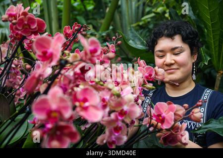 London. UK. Februar 2026. Emma McLoughin, Gärtnerin in Kew, vervollständigt die Blumenpräsentation von Orchideen, tropischen Pflanzen und Blumen beim Kew Orchid Festival: China im Princess of Wales Conservatory in Kew Gardens im Westen Londons. Dieses yearÕs Festival feiert Schönheit, Biodiversität, Geschichte und Erbe der ChinaÕs mit Tausenden von bunten Orchideen und Hunderten anderer tropischer Pflanzen. Zu sehen sind Kunstwerke der Künstler Zheng Bo, Yi Crafts und Xiaolan Gu. Blumenskulpturen zeigen die berühmte chinesische Tierwelt, darunter Koi-Karpfen, Pandas, rotgekrönte Kraniche und goldene Stollennasen Stockfoto