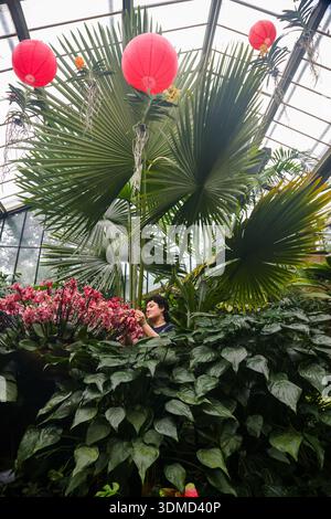 London. UK. Februar 2026. Emma McLoughin, Gärtnerin in Kew, vervollständigt die Blumenpräsentation von Orchideen, tropischen Pflanzen und Blumen beim Kew Orchid Festival: China im Princess of Wales Conservatory in Kew Gardens im Westen Londons. Dieses yearÕs Festival feiert Schönheit, Biodiversität, Geschichte und Erbe der ChinaÕs mit Tausenden von bunten Orchideen und Hunderten anderer tropischer Pflanzen. Zu sehen sind Kunstwerke der Künstler Zheng Bo, Yi Crafts und Xiaolan Gu. Blumenskulpturen zeigen die berühmte chinesische Tierwelt, darunter Koi-Karpfen, Pandas, rotgekrönte Kraniche und goldene Stollennasen Stockfoto