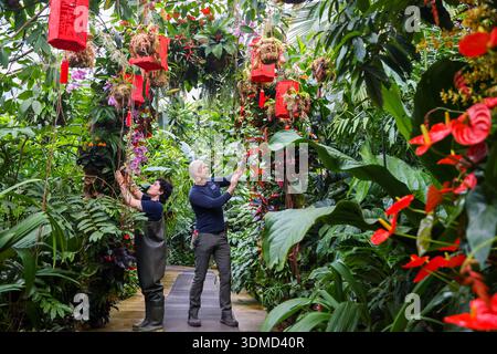 London. UK. Februar 2026. Martin Silnews (R) und Emma McLoughin (L), die Gärtnerinnen von Kew, vervollständigten die Blumenpräsentationen von Orchideen, tropischen Pflanzen und Blumen beim Kew Orchid Festival: China im Princess of Wales Conservatory in Kew Gardens, West London. Dieses yearÕs Festival feiert Schönheit, Biodiversität, Geschichte und Erbe der ChinaÕs mit Tausenden von bunten Orchideen und Hunderten anderer tropischer Pflanzen. Zu sehen sind Kunstwerke der Künstler Zheng Bo, Yi Crafts und Xiaolan Gu. Blumenskulpturen zeigen die berühmte chinesische Tierwelt, darunter Koi-Karpfen, Pandas, rot gekrönt Stockfoto