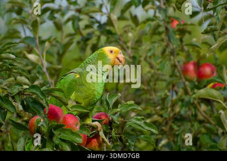 Gelbköpfiger Amazonaspapagei, der sich von Äpfeln im Baum ernährt Stockfoto