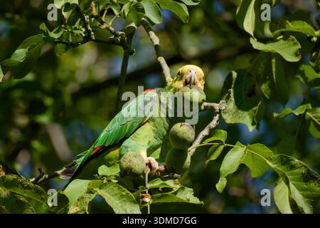 Gelbköpfiger Amazonaspapagei, der Walnuss hält, während er im Baum sitzt Stockfoto