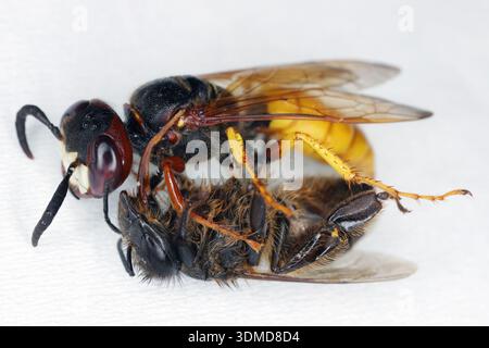 Europäischer Bienenwolf, Philanthus triangulum, auch bekannt als Bienenmörderwespe oder Bienenfresser. Eine Wespe mit einer gejagten Biene. Stockfoto