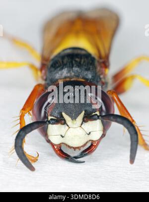 Europäischer Bienenwolf, Philanthus triangulum, auch bekannt als Bienenmörderwespe oder Bienenfresser. Porträt einer Wespe mit Gesichtsdetails. Stockfoto