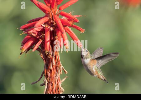 Anna's Kolibri, Calypte anna, alleinerwachsenes weibliches Schweben und Füttern von tropischen Blumen, Long Beach, Kalifornien, USA Stockfoto