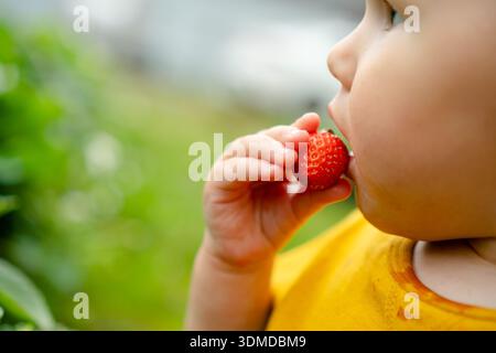 Eine Nahansicht zeigt das Gesicht eines Babys, während es draußen Erdbeeren isst. Der Ausdruck des Genusses und der einfache Akt des Verzehrs frischer, vitaminreicher Früchte in einer natürlichen Umgebung. Stockfoto