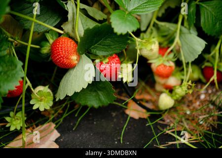 Ein lebendiger Überkopf fängt einen dichten Erdbeerstrauch voller reifer, roter Beeren ein. Die Fülle der Sommerernte, perfekt für Konzepte von frischen Produkten, Gartenarbeit und gesunde Ernährung Stockfoto