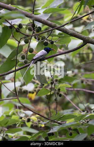 Schwarzer Drongo (Dicrurus macrocercus) auf einem Zweig mit Gabelschwanz, Chengdu, Sichuan, China, Februar 2026 Stockfoto