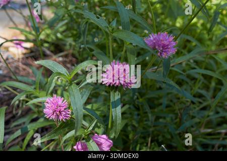 Gomphrena globosa lila Blütenstand Nahaufnahme Stockfoto