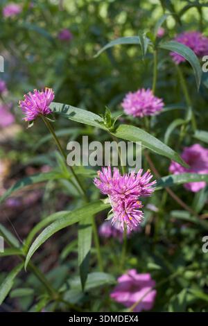 Gomphrena globosa lila Blütenstand Nahaufnahme Stockfoto