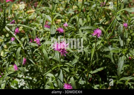 Gomphrena globosa lila Blütenstand Nahaufnahme Stockfoto
