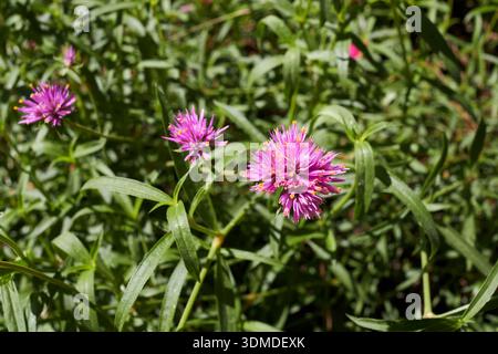 Gomphrena globosa lila Blütenstand Nahaufnahme Stockfoto