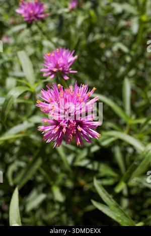 Gomphrena globosa lila Blütenstand Nahaufnahme Stockfoto