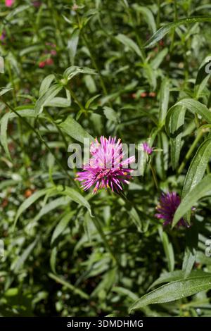 Gomphrena globosa lila Blütenstand Nahaufnahme Stockfoto