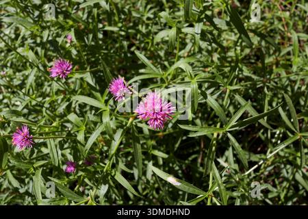 Gomphrena globosa lila Blütenstand Nahaufnahme Stockfoto