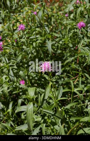 Gomphrena globosa lila Blütenstand Nahaufnahme Stockfoto