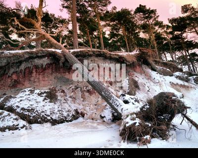 Europa, Deutschland, Mecklenburg-Vorpommern, Nationalpark Vorpommersche Boddenlandschaft, Sturmschäden an der Küste bei Darßer Weststrand, umgefallener Baum Stockfoto