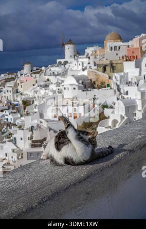 Streunende Katze, die an einer Wand in Oia, Santorin, pflegt. Katze mit kykladischen Häusern und Windmühlen unter einem dramatischen Himmel. Stockfoto